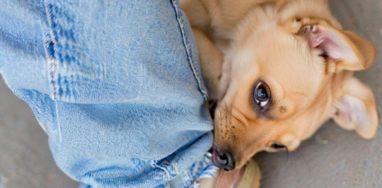 梦见狗咬自己腿 梦见狗咬自己腿