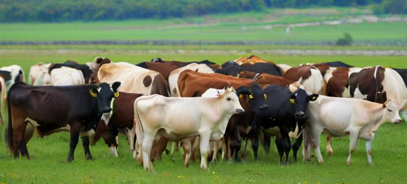 梦见牛群 梦见牛群