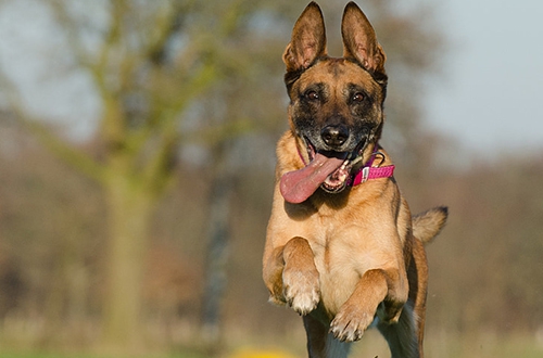 狗追自己 狗追自己