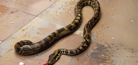 梦见自己打死蛇 梦见自己打死蛇