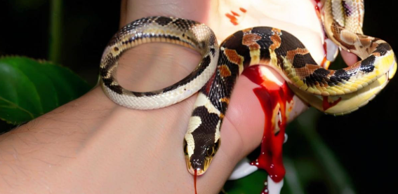 梦见被蛇咬 梦见被蛇咬