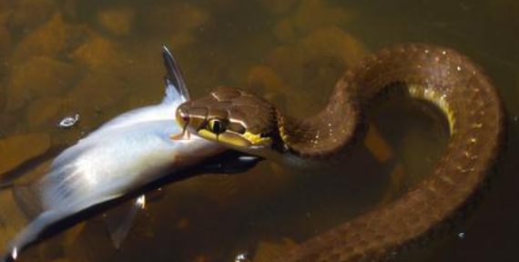梦见蛇吃鱼 梦见蛇吃鱼