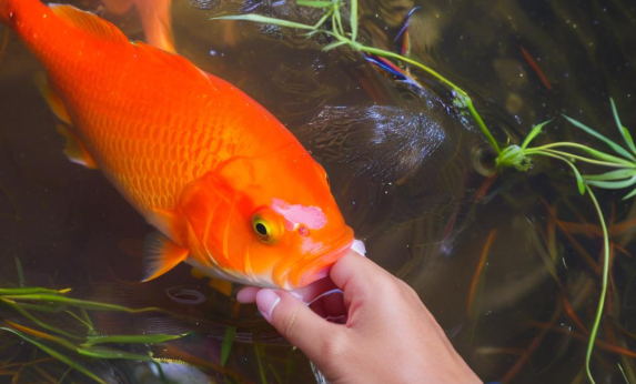 梦见鱼咬手 梦见鱼咬手