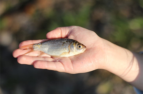 很多鲫鱼 很多鲫鱼