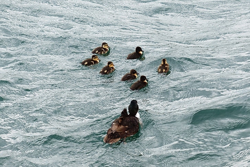 一群小鸭子 一群小鸭子