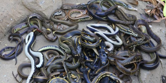 女人梦见好多蛇 女人梦见好多蛇