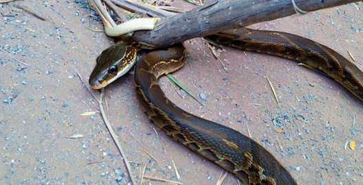 梦见打死两条蛇 梦见打死两条蛇