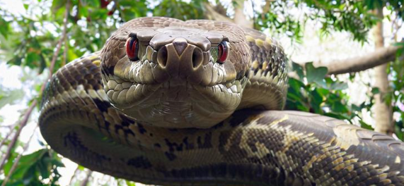 梦见巨蟒 梦见巨蟒