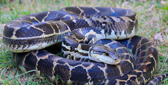 梦见被蟒蛇咬 梦见被蟒蛇咬