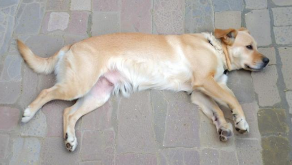 做梦梦见狗死了 做梦梦见狗死了