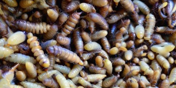 梦见蛆虫 梦见蛆虫