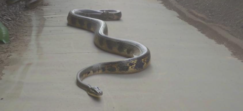 梦见大蟒蛇追我 梦见大蟒蛇追我