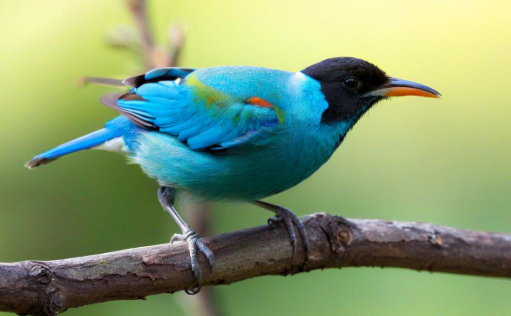 梦见小鸟是什么意思 梦见小鸟是什么意思