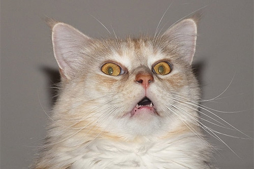 猫咬自己 猫咬自己