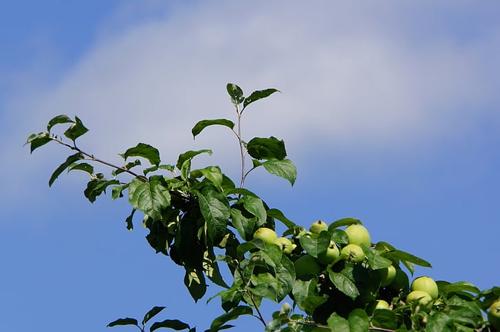 梦见自己偷枣变苹果 梦见自己偷枣变苹果
