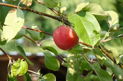梦见别人挑苹果 梦见别人挑苹果