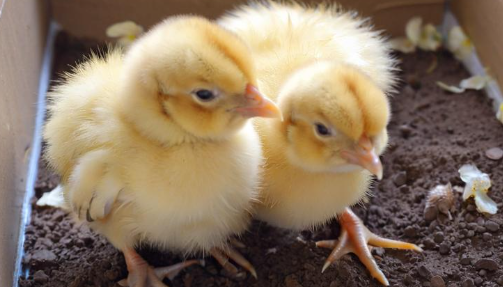 梦见小鸡 梦见小鸡