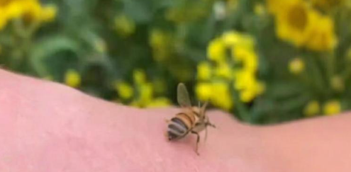 梦见蜜蜂蛰自己 梦见蜜蜂蛰自己