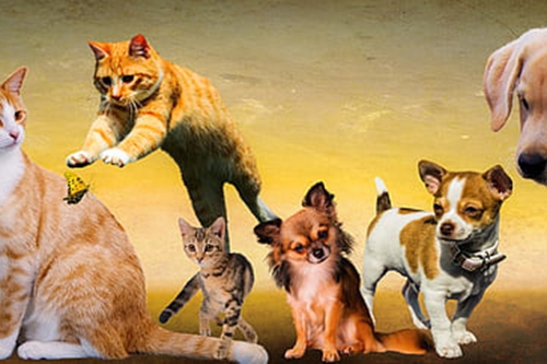 小狗小猫 小狗小猫