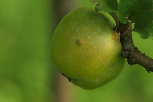 梦见树上摘下了绿苹果 梦见树上摘下了绿苹果
