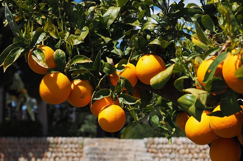 梦见男人送我一个大橘子 梦见男人送我一个大橘子