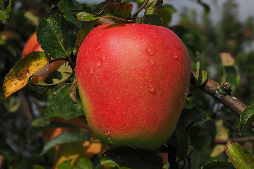 梦见苹果园里摘苹果 梦见苹果园里摘苹果