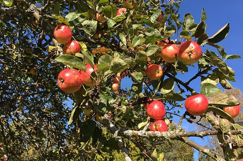 梦见买苹果背回家 梦见买苹果背回家