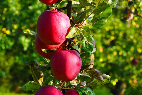 梦见自己手里提着一袋红苹果 梦见自己手里提着一袋红苹果