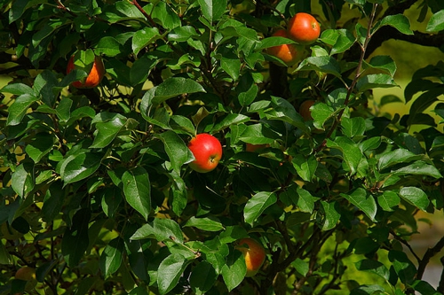 梦见土里埋着苹果 梦见土里埋着苹果