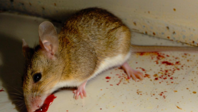 女人梦见自己打死老鼠