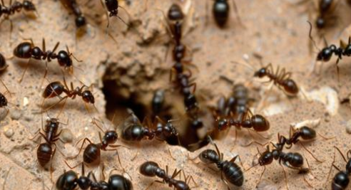 女人梦见蚂蚁成群