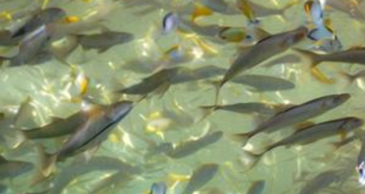 梦见河里好多鱼 梦见河里好多鱼