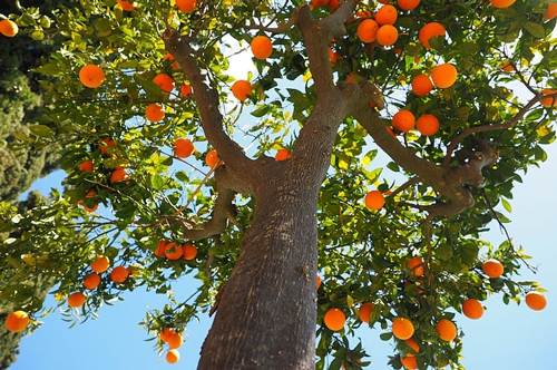 梦见自己给别人分橘子吃 梦见自己给别人分橘子吃