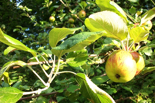 梦见苹果树硕果累累 梦见苹果树硕果累累