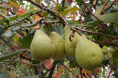 梦见过世的爸爸给我梨吃 梦见过世的爸爸给我梨吃