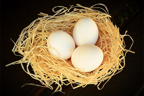 鸽子蛋 鸽子蛋