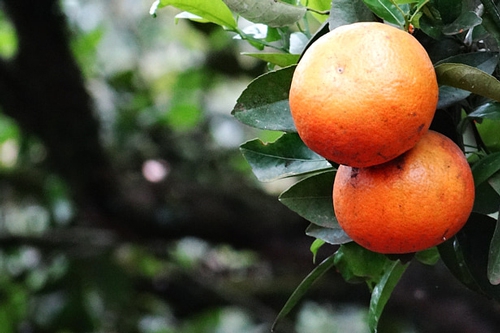 梦见吃大青橘子 梦见吃大青橘子