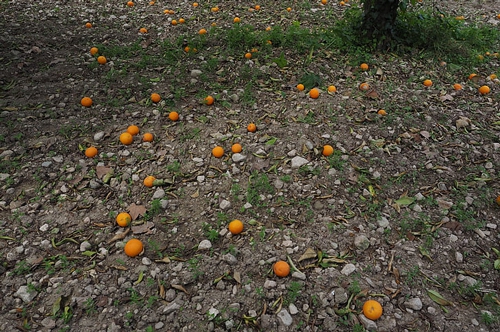 梦见偷橘子吃什么意思 梦见偷橘子吃什么意思