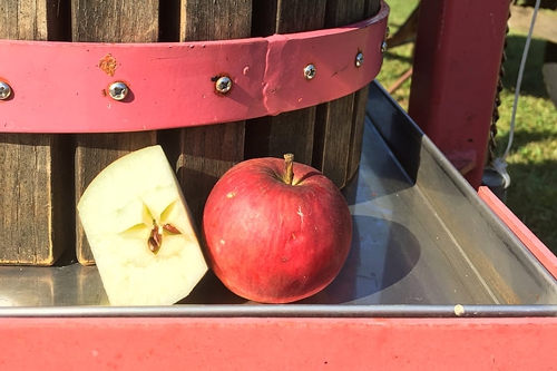 梦见酸枣树结苹果 梦见酸枣树结苹果