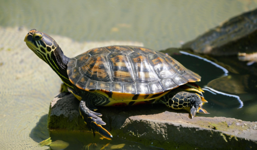 梦见乌龟是什么意思 梦见乌龟是什么意思