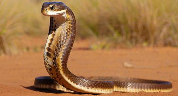 做梦梦见蛇 做梦梦见蛇