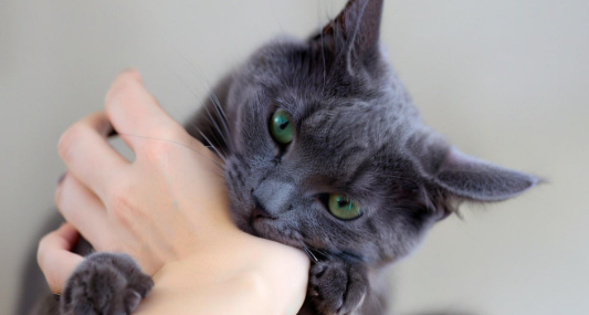 梦见被猫咬 梦见被猫咬