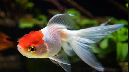 梦见金鱼 梦见金鱼