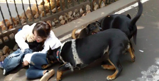 梦见被黑狗咬 梦见被黑狗咬