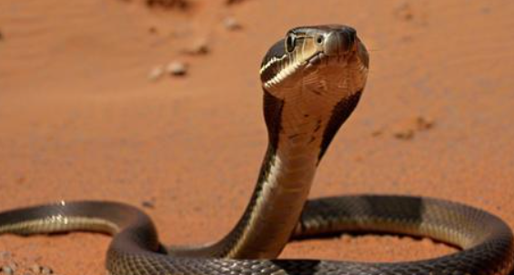 梦见蛇是什么意思 梦见蛇是什么意思