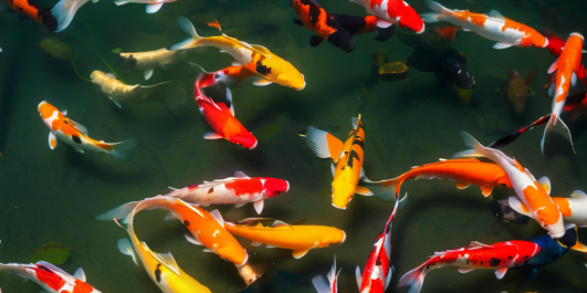 梦见鱼是什么意思 梦见鱼是什么意思