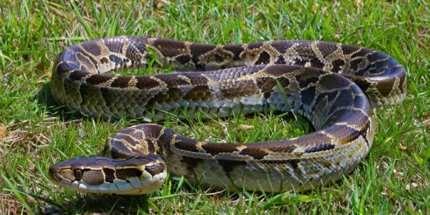 梦见大蛇是什么预兆 梦见大蛇是什么预兆