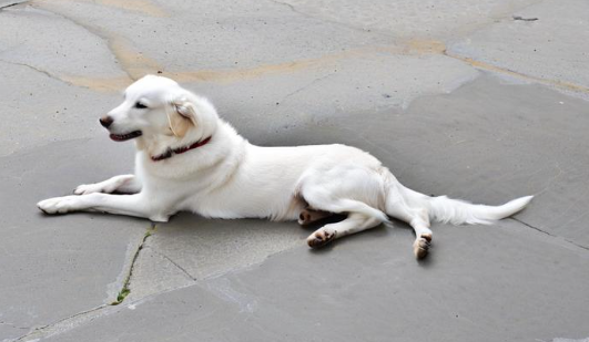 梦见狗是什么预兆 梦见狗是什么预兆