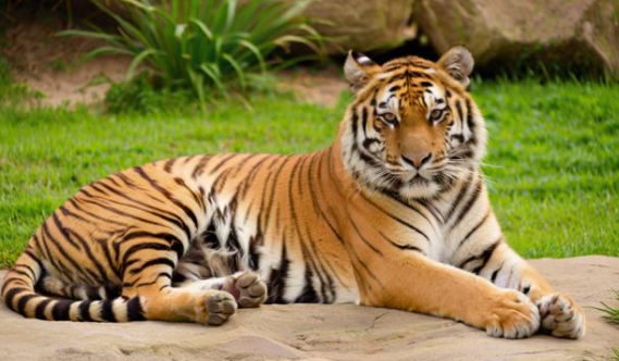 梦见老虎是什么预兆 梦见老虎是什么预兆