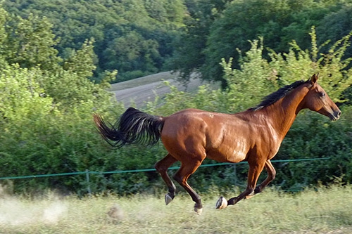 马踢自己 马踢自己